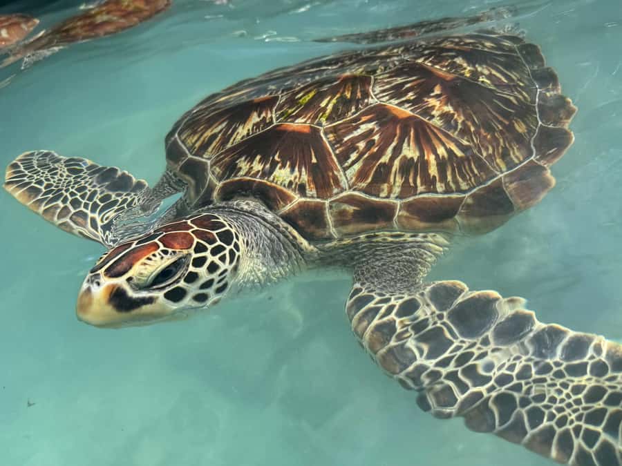 Salaam Cave Swimming with turtles, Mtende Beach & The Rock - Who this tour suits best