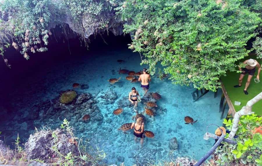 Salaam Cave Tour, Lunch at The Rock, Mnemba Dolphin Tour - Mnemba Island Atoll: Dolphins, Snorkeling, and a Shallow-Water Sandbank
