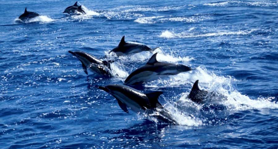 Salaam Cave Tour, Lunch at The Rock, Mnemba Dolphin Tour - What to Bring, What to Skip, and Who Should Choose This