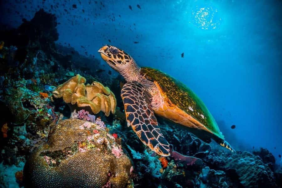 Salaam Cave Tour, Paje Beach, The Rock Restaurant, Kuza Cave - Salaam Cave snorkeling in Kizimkazi, where the sea turtles steal the show