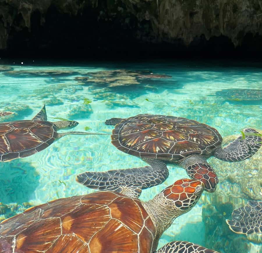 Salam cave turles swimming, paje beach , the Rock Restaurant - Salaam Cave turtles in Kizimkazi, the main event