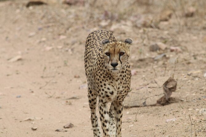 Savannah Escape & Active Culture Tour - Day 2 Serengeti: Seronera water, endless plains, and dusk viewing
