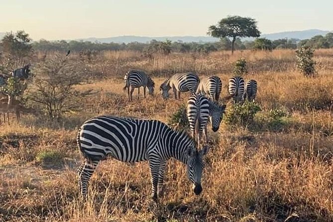 Selous/Nyerere National Park Day Trip - Game drives until around 16:00: maximizing your afternoon window