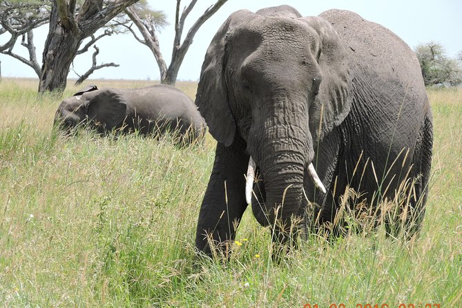 Serengeti 2-Day Safari from Mwanza - Quick take: what makes this Serengeti 2-day from Mwanza work