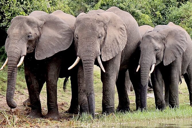 Serengeti 2-Day Safari from Mwanza - Price and value: what $1,198 covers, and what you should budget for