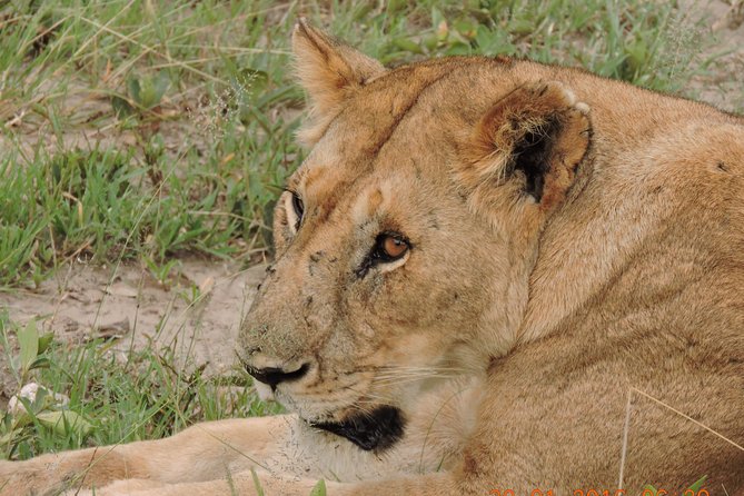 Serengeti 2-Day Safari from Mwanza - Day 1 in Serengeti National Park: lions, hyenas, cheetahs, and a bush walk