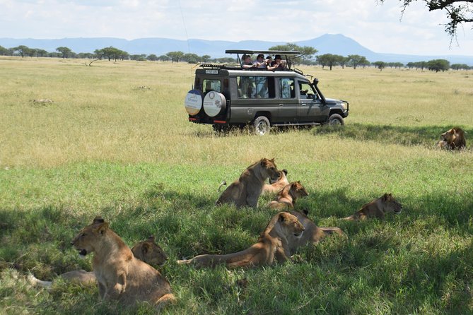 Serengeti Day Trip Safari From Mwanza Tanzania - Getting back to Mwanza: planning for a late evening finish