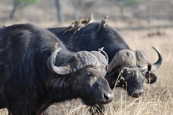 Serengeti Day Trip Safari From Mwanza Tanzania - Private safari feel: what you gain with just your group