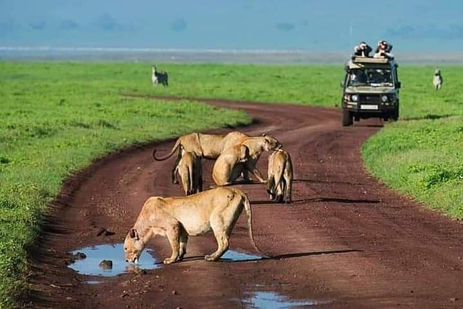 Serengeti national Park, ngorongoro conservation area 3 days two nights - Key Things I’d Watch For on This Serengeti and Ngorongoro Safari