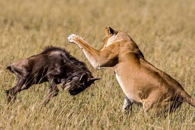 Serengeti national Park, ngorongoro conservation area 3 days two nights - Camping in Serengeti, What You Actually Need to Prepare For