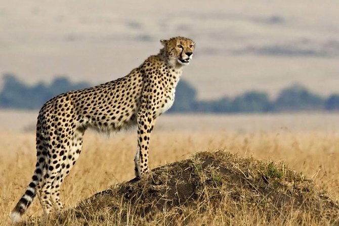 SERENGETI NATIONAL PARK Tour - The 372 km Transfer From Arusha or Moshi, and How to Use It