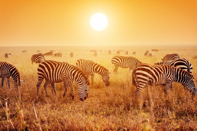 SERENGETI NATIONAL PARK Tour - Days 3 and 4: Serengeti Hippo Pool, Mara River Crossings, and Two Chances at the Big Moment