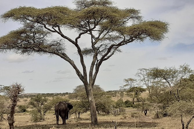 SERENGETI NATIONAL PARK Tour - Price, Admissions, and When This 6 Days Feels Like Value