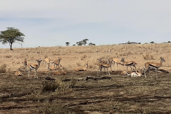 SERENGETI NATIONAL PARK Tour - Best Time to Go: Pick the Corridor, Then Pick Your Dates