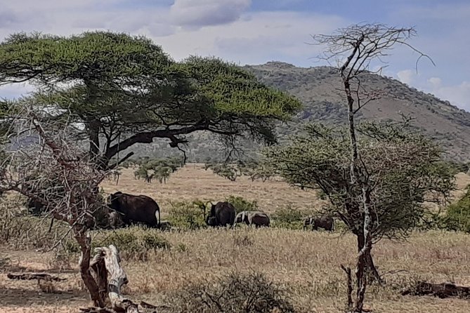 SERENGETI NATIONAL PARK Tour - Days 1 and 2: Central Serengeti, Sunrise Tea, and Predator Possibilities