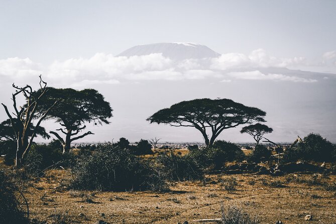 Serengeti & Ngorongoro 3 Days Budget Safari - Day 2: Serengeti Morning Magic, Then Simba Campsite Near the Rim