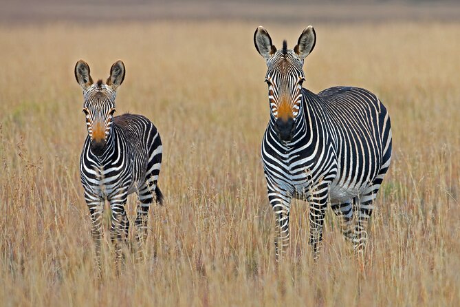 Serengeti & Ngorongoro 3 Days Budget Safari - Day 3: The 6:15 a.m. Crater Descent for Black Rhino
