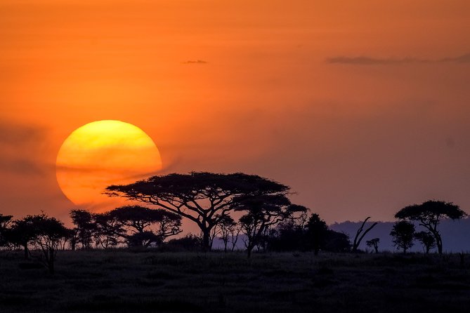 Serengeti & Ngorongoro 3 days Fly Safari in from Zanzibar - Day 3 Ngorongoro Crater: Panoramic Viewpoints and Open-Top Drives