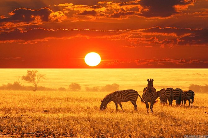Serengeti & Ngorongoro 3 days Fly Safari in from Zanzibar - The Safari Vehicle and Guide Setup: What It Means for Your Comfort