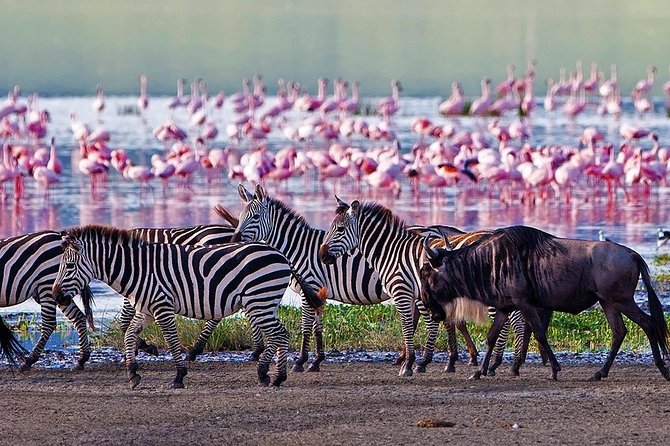 Serengeti & Ngorongoro 3 days Fly Safari in from Zanzibar - Where You Stay and What the Meals Solve