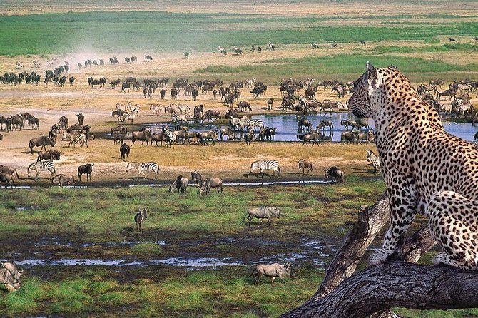Serengeti & Ngorongoro 3 days Fly Safari in from Zanzibar - Price and Value: Is $2,200 Actually Fair Here?