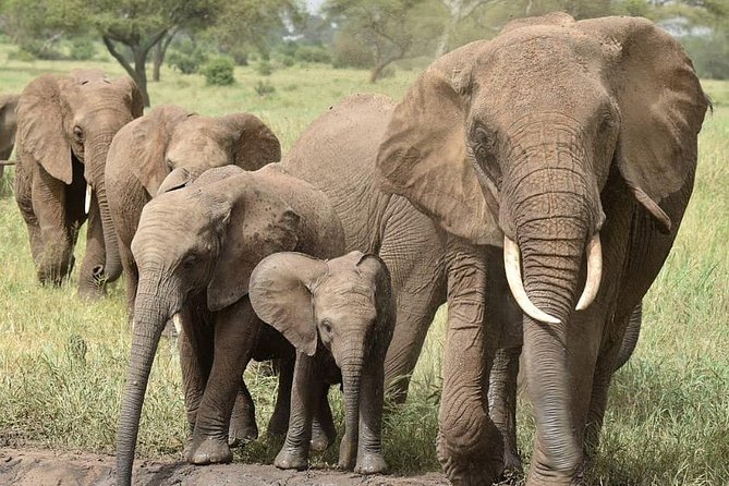 serengeti & ngorongoro 3 days private tour - The safari jeep and camping setup, why it matters more than you think