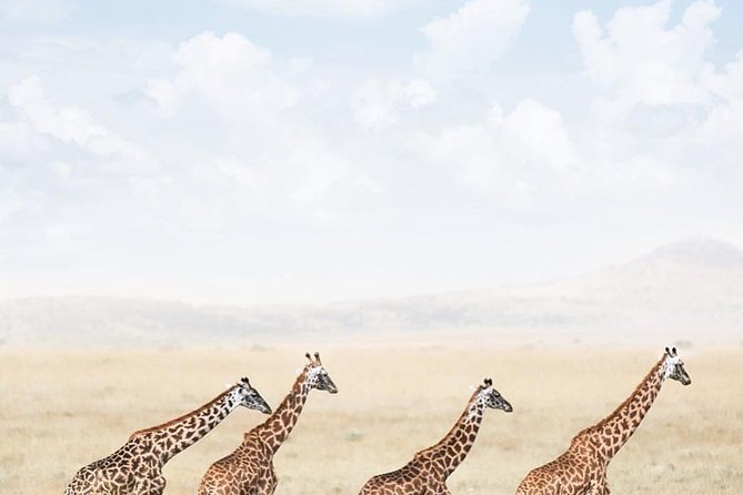 serengeti & ngorongoro 3 days private tour - Value and price: what you’re paying for in a private 3-day circuit