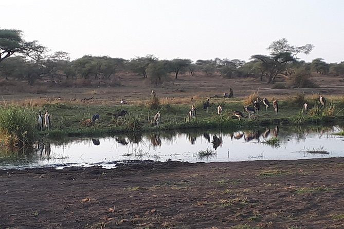 serengeti & ngorongoro 3 days private tour - Wildlife expectations you can actually plan around