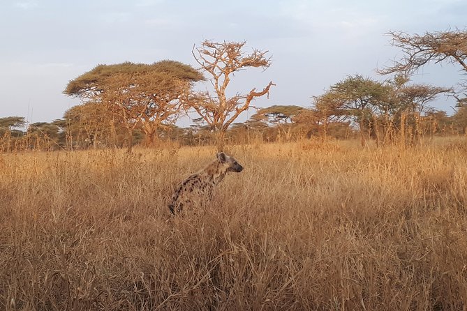 serengeti & ngorongoro 3 days private tour - Who this safari suits best, and who should think twice