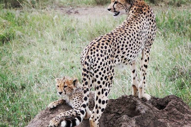 Serengeti & Ngorongoro fly in safari - Practical tips that match how this safari is run