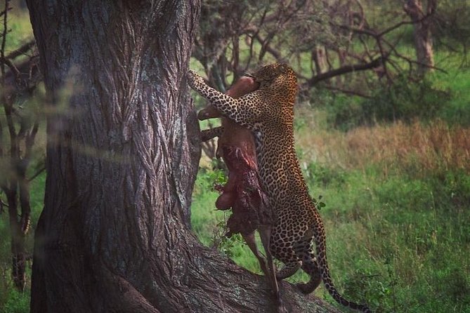serengeti, ngorongoro & tarangire 5days private tour - The 5-day route that makes the north circuit make sense