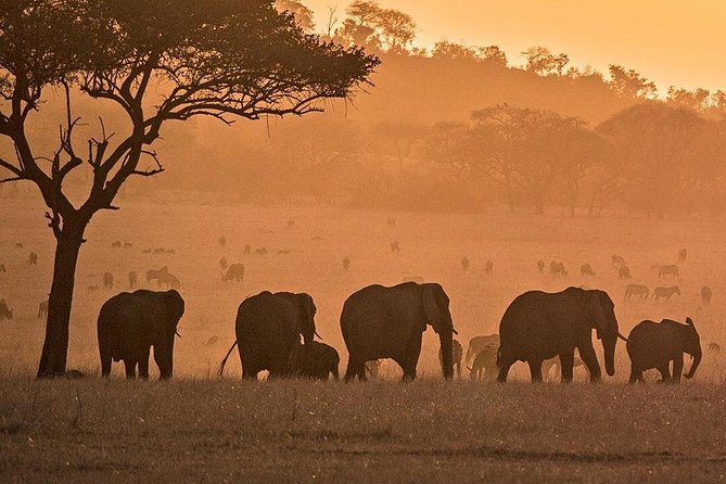 serengeti, ngorongoro & tarangire 5days private tour - Serengeti time: where migration dreams and big sightings show up