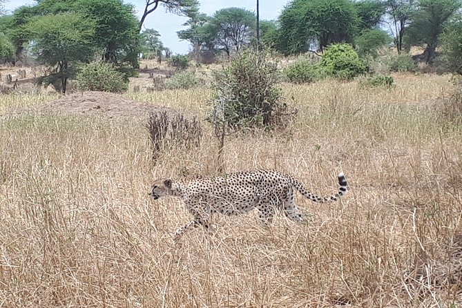 serengeti, ngorongoro & tarangire 5days private tour - Guides and drivers: the human factor that changes everything