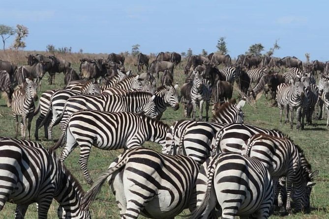 serengeti, ngorongoro & tarangire 5days private tour - Price and value: is $2,461.54 per person a fair deal?