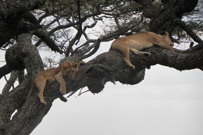 Serengeti Safari with Sirikwa Travel - Serengeti big sightings, Sogore River Circuit, and the optional balloon