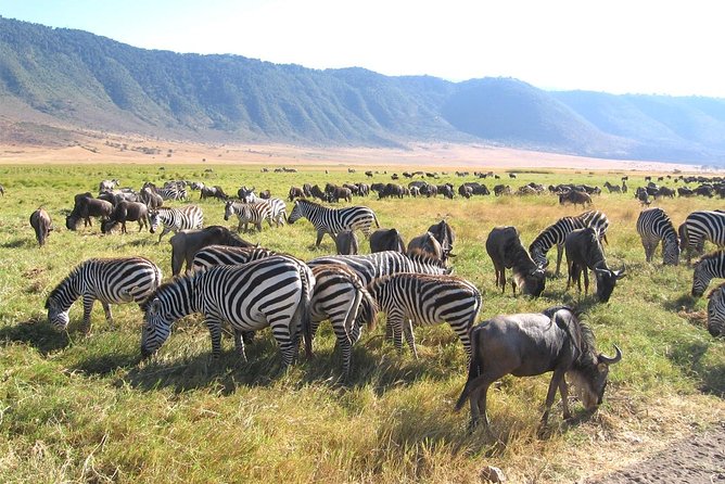 Serengeti Tour – 7Days/6 nights (4 stars accommodations) - The Northern Circuit, mapped for one solid week