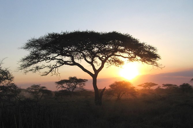 Serengeti Tour – 7Days/6 nights (4 stars accommodations) - Day 3 Serengeti afternoon drives: Maasai country into predator terrain