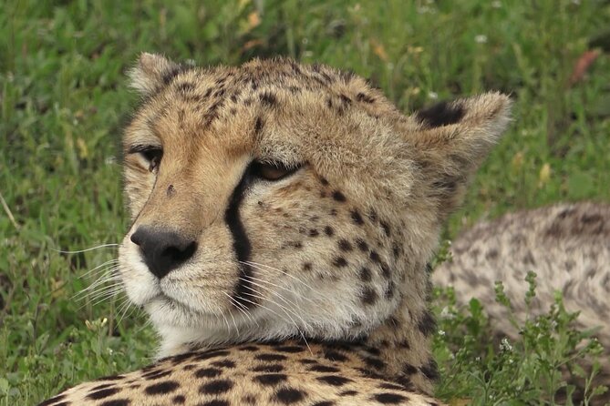 Serengeti Under Canvas - 9 days - Lake Manyara National Park: Flamingos, Hippos, and Lions in Trees
