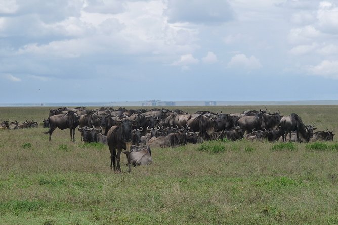 Serengeti Wildebeest Migration. - Timing the migration: why July to October changes everything