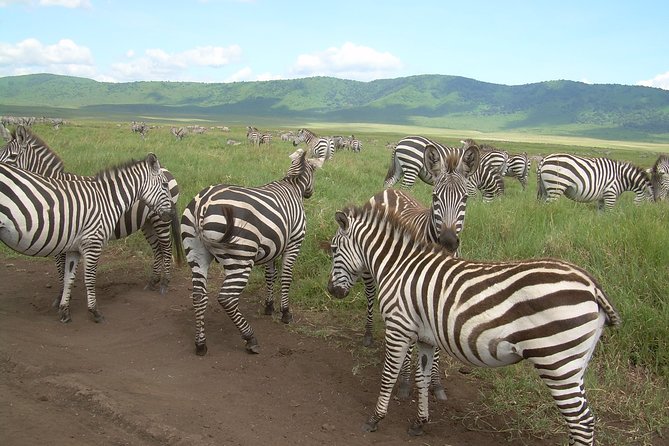 Serengeti Wildebeest Migration. - Central Serengeti and Seronera: steady big cat viewing, fewer guarantees than river days