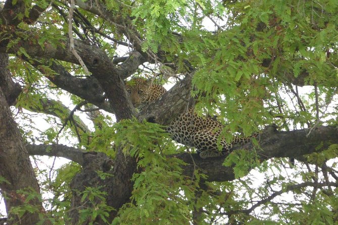 Short Safari from Dar es Salaam to Mikumi National Park - 2 Days - Key things I’d watch for before you book