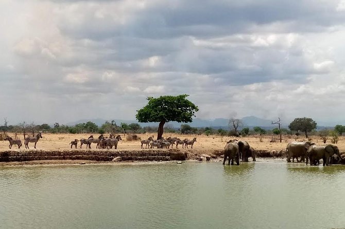 Short Safari from Dar es Salaam to Mikumi National Park - 2 Days - Mikumi wildlife in a tight 48-hour format
