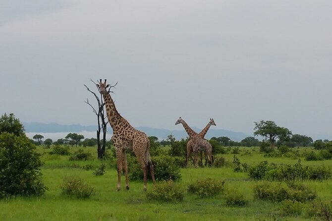 Short Safari from Dar es Salaam to Mikumi National Park - 2 Days - Day 2 early morning: the quiet push for sightings