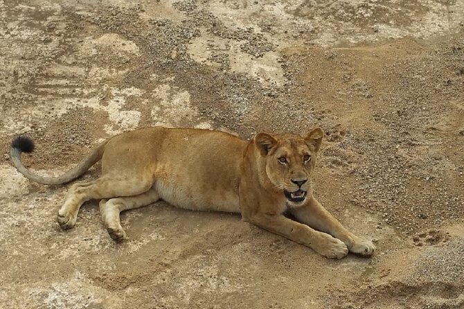 Short Safari from Dar es Salaam to Mikumi National Park - 2 Days - Staying at Tanapa Tourist Cottage inside Mikumi