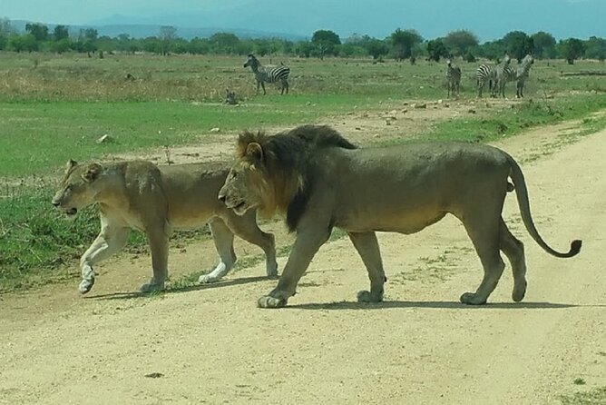 Short Safari from Dar es Salaam to Mikumi National Park - 2 Days - Meals, bottled water, and what’s not included