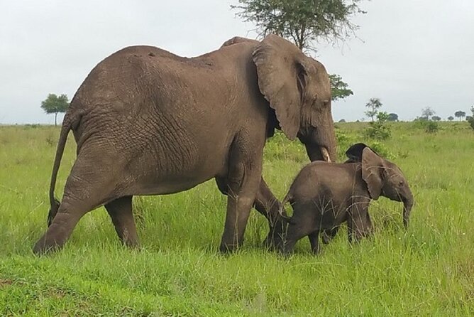 Short Safari from Dar es Salaam to Mikumi National Park - 2 Days - Price and value: what $745 is actually covering