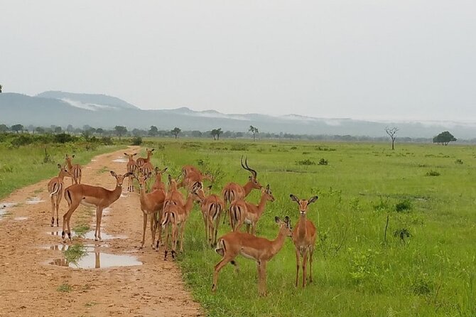 Short Safari from Dar es Salaam to Mikumi National Park - 2 Days - The Dar es Salaam to Mikumi drive: long, but planned for sanity