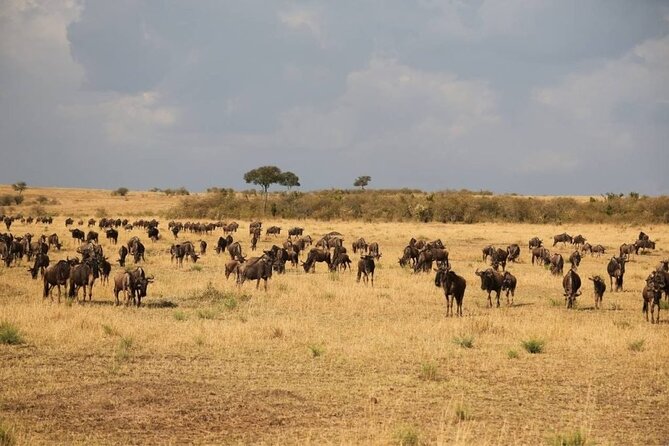 Small Group Serengeti and Ngorongoro Crater Adventure Safari - Day 1 in Arusha: a needed reset before the parks