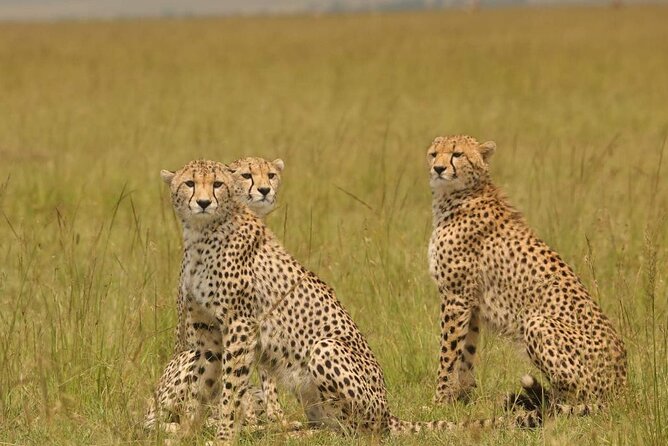 Small Group Serengeti and Ngorongoro Crater Adventure Safari - The safari jeep, guiding, and what is truly included in the price