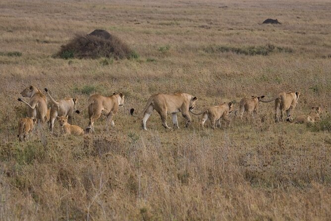 Small Group Serengeti and Ngorongoro Crater Adventure Safari - Serengeti migration hype, and what you should expect in reality
